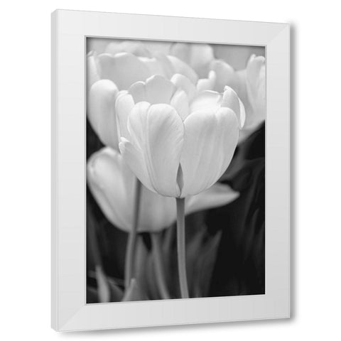Tulip Flowers Black and White 2 White Modern Wood Framed Art Print by Schell, Jennie Marie