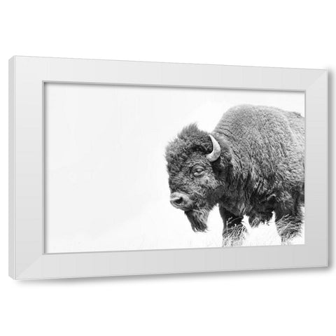 Buffalo Bison Black and White White Modern Wood Framed Art Print by Schell, Jennie Marie