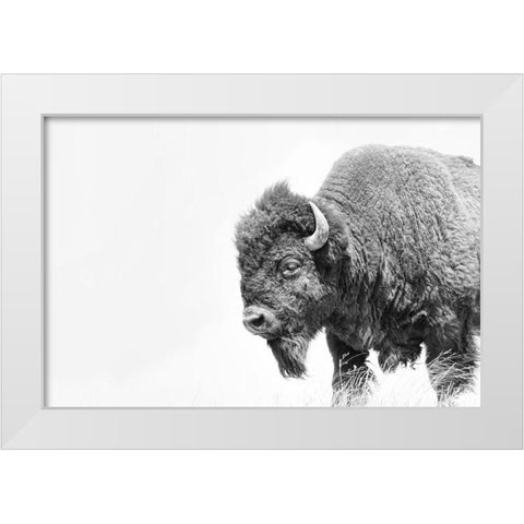 Buffalo Bison Black and White White Modern Wood Framed Art Print by Schell, Jennie Marie
