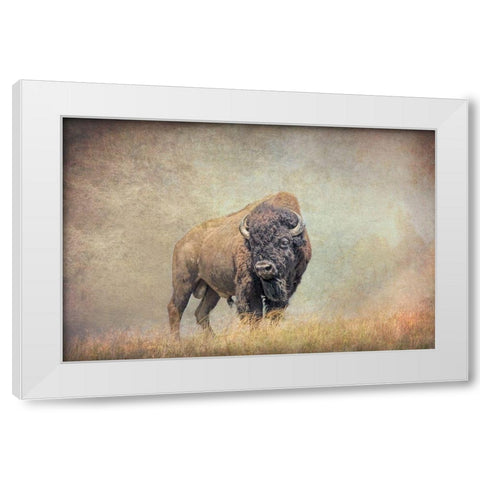 Buffalo Bison on Hill White Modern Wood Framed Art Print by Schell, Jennie Marie