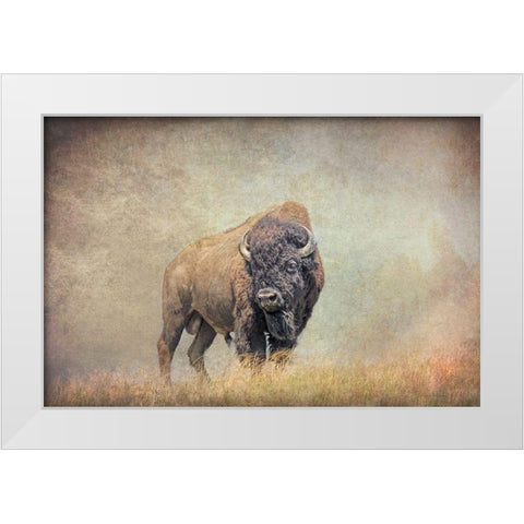 Buffalo Bison on Hill White Modern Wood Framed Art Print by Schell, Jennie Marie