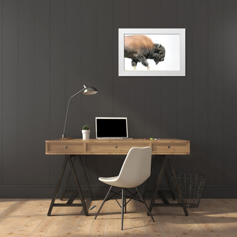 Buffalo Bison Walk White Modern Wood Framed Art Print by Schell, Jennie Marie