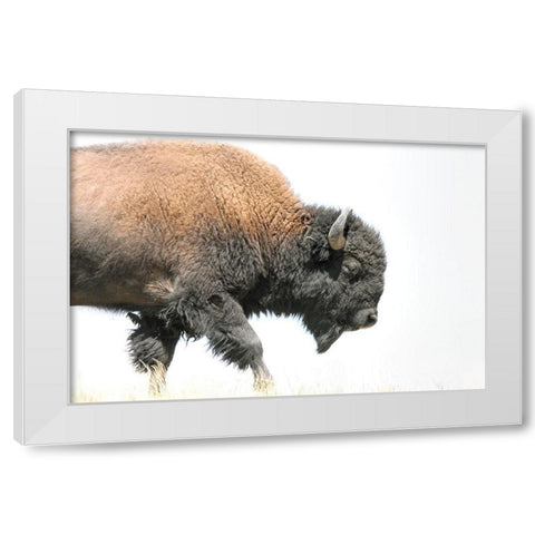 Buffalo Bison Walk White Modern Wood Framed Art Print by Schell, Jennie Marie
