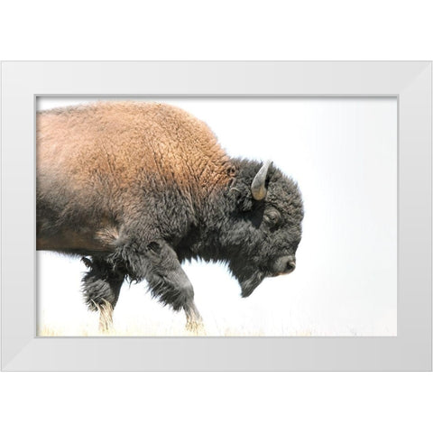 Buffalo Bison Walk White Modern Wood Framed Art Print by Schell, Jennie Marie