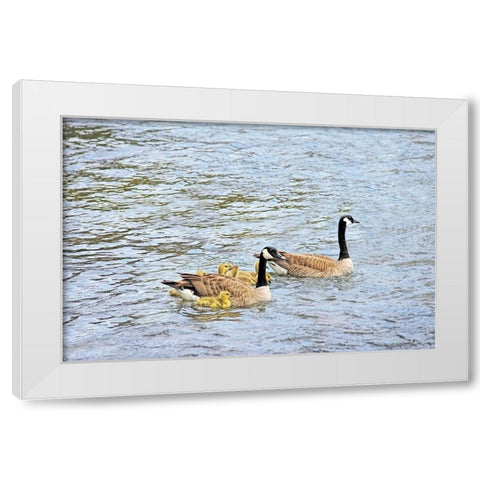 Canada Geese and Goslings on Lake White Modern Wood Framed Art Print by Schell, Jennie Marie