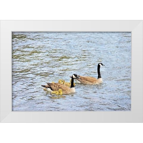 Canada Geese and Goslings on Lake White Modern Wood Framed Art Print by Schell, Jennie Marie