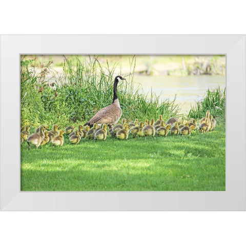 Canada Goose and Goslings White Modern Wood Framed Art Print by Schell, Jennie Marie