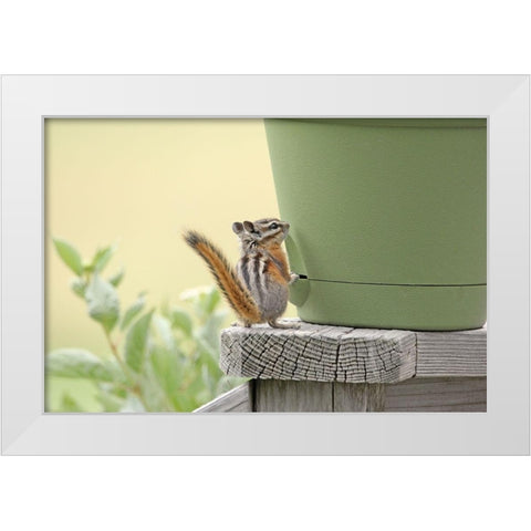Chipmunk and Flower Pot White Modern Wood Framed Art Print by Schell, Jennie Marie