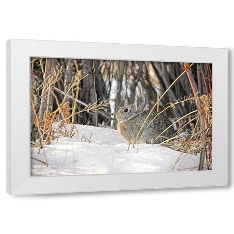Cottontail Rabbit in Snow 1 White Modern Wood Framed Art Print by Schell, Jennie Marie