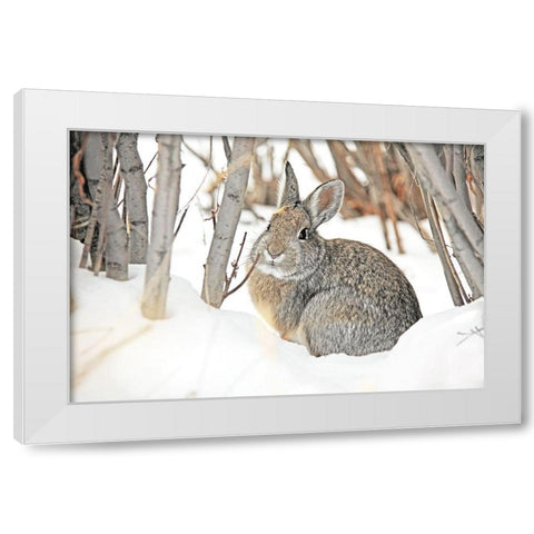 Cottontail Rabbit in Snow 2 White Modern Wood Framed Art Print by Schell, Jennie Marie