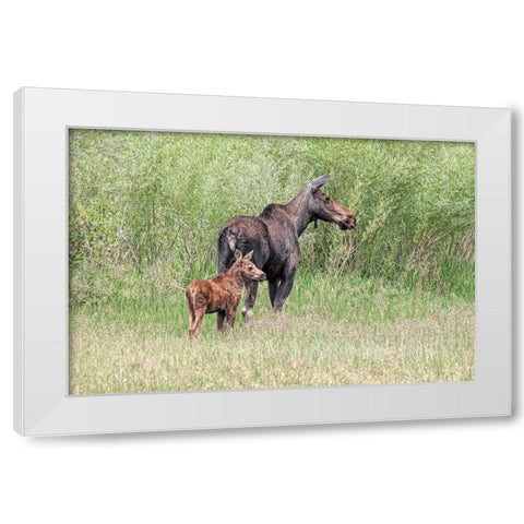 Moose and Baby Calf White Modern Wood Framed Art Print by Schell, Jennie Marie
