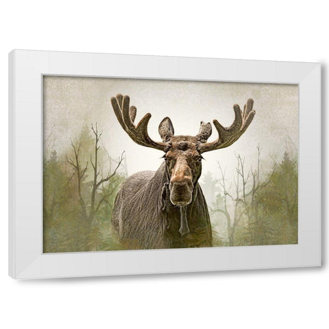 Moose in the Woodland Forest White Modern Wood Framed Art Print by Schell, Jennie Marie