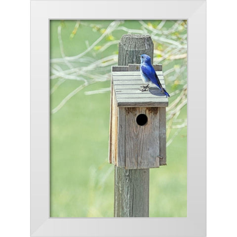 Nesting Box with Bluebird White Modern Wood Framed Art Print by Schell, Jennie Marie