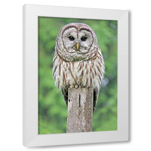 Owl on Fence Post White Modern Wood Framed Art Print by Schell, Jennie Marie