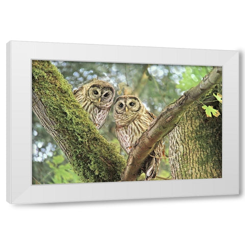 Owlet Twins in the Forest White Modern Wood Framed Art Print by Schell, Jennie Marie