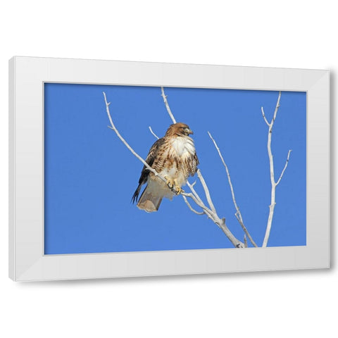 Red-Tail Hawk in Tree White Modern Wood Framed Art Print by Schell, Jennie Marie