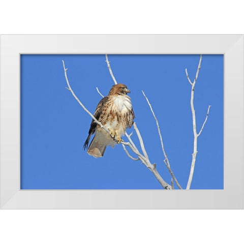 Red-Tail Hawk in Tree White Modern Wood Framed Art Print by Schell, Jennie Marie