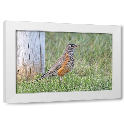 Robin Bird in Grass White Modern Wood Framed Art Print by Schell, Jennie Marie