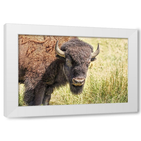 Buffalo Bison in Field White Modern Wood Framed Art Print by Schell, Jennie Marie