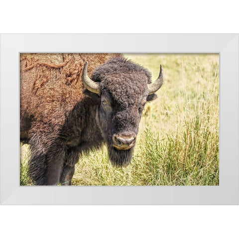Buffalo Bison in Field White Modern Wood Framed Art Print by Schell, Jennie Marie