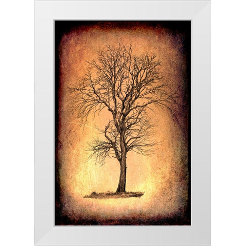 For the Love of Trees II White Modern Wood Framed Art Print by LightBoxJournal