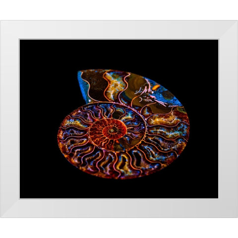 Nautilus II White Modern Wood Framed Art Print by LightBoxJournal