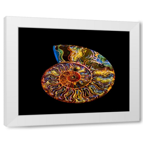 Nautilus III White Modern Wood Framed Art Print by LightBoxJournal