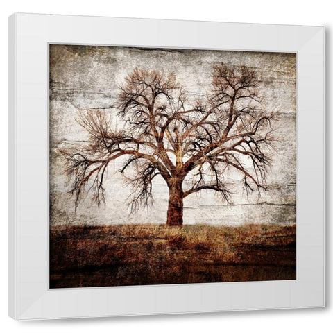 Cottonwood Tree Part 01 White Modern Wood Framed Art Print by LightBoxJournal