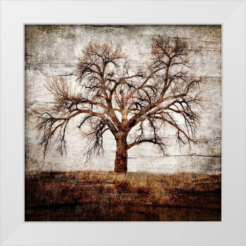 Cottonwood Tree Part 01 White Modern Wood Framed Art Print by LightBoxJournal