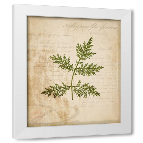 Scientific Plant 1 White Modern Wood Framed Art Print by LightBoxJournal
