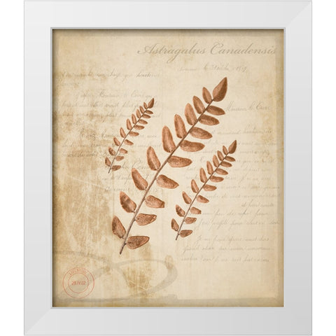 Scientific Plant 2 White Modern Wood Framed Art Print by LightBoxJournal
