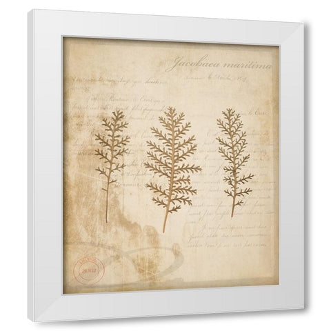 Scientific Plant 3 White Modern Wood Framed Art Print by LightBoxJournal