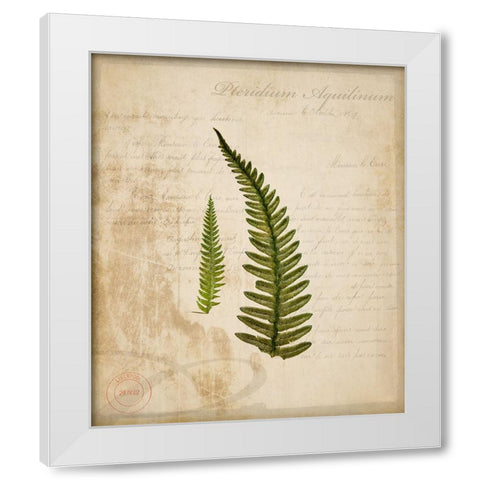 Scientific Plant 5 White Modern Wood Framed Art Print by LightBoxJournal
