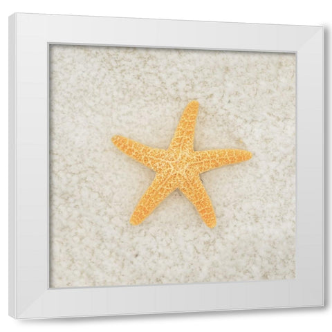 Gypsy Sea Life 2 White Modern Wood Framed Art Print by LightBoxJournal
