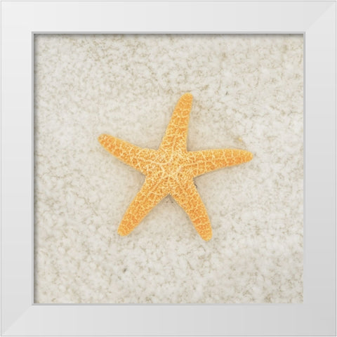 Gypsy Sea Life 2 White Modern Wood Framed Art Print by LightBoxJournal