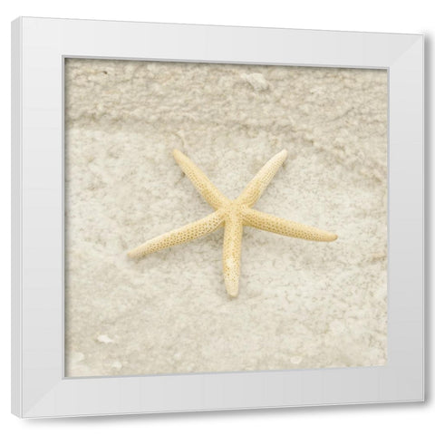Gypsy Sea Life 3 White Modern Wood Framed Art Print by LightBoxJournal