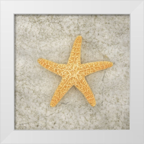 Gypsy Sea Life V2 White Modern Wood Framed Art Print by LightBoxJournal