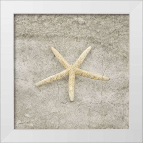 Gypsy Sea Life V4 White Modern Wood Framed Art Print by LightBoxJournal