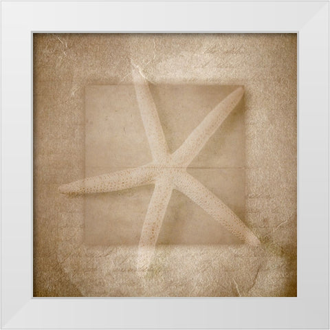 Sea Life 1 White Modern Wood Framed Art Print by LightBoxJournal