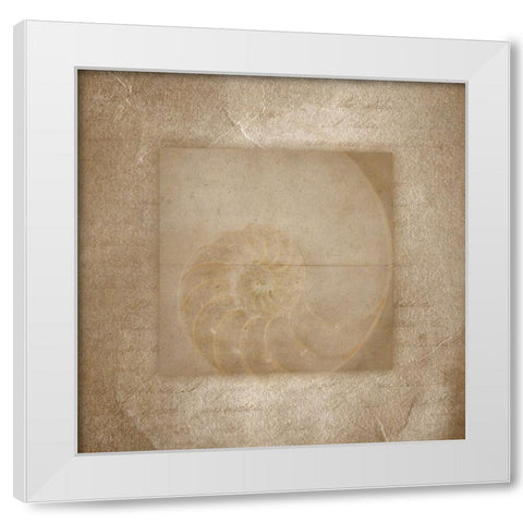Sea Life 2 White Modern Wood Framed Art Print by LightBoxJournal