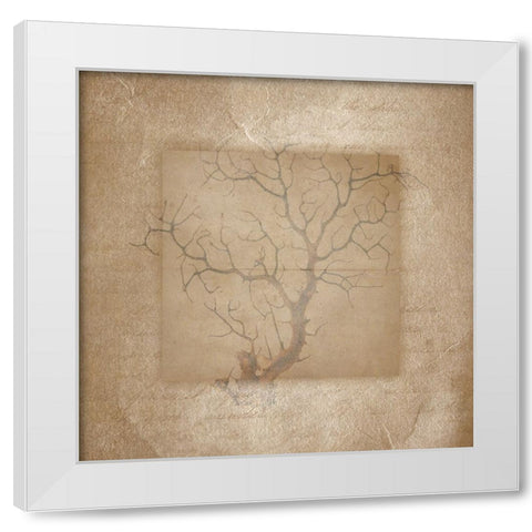 Sea Life 3 White Modern Wood Framed Art Print by LightBoxJournal