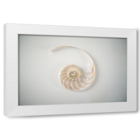 Sea Star 2 White Modern Wood Framed Art Print by LightBoxJournal