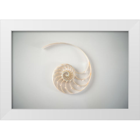 Sea Star 2 White Modern Wood Framed Art Print by LightBoxJournal