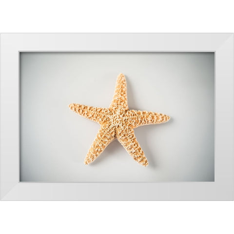 Sea Star 4 White Modern Wood Framed Art Print by LightBoxJournal