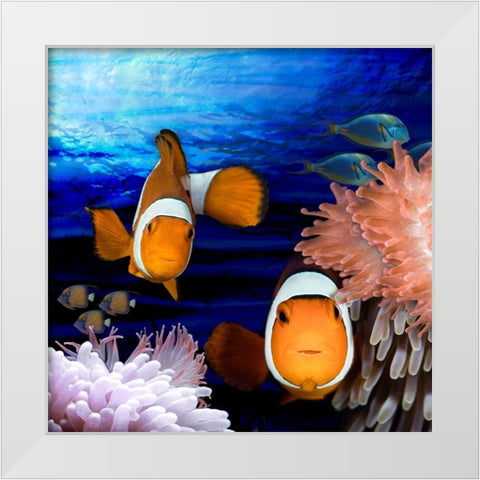 Sea Creatures_Clown Fish White Modern Wood Framed Art Print by LightBoxJournal