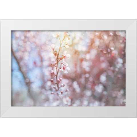 Spring Blooms 02 White Modern Wood Framed Art Print by LightBoxJournal