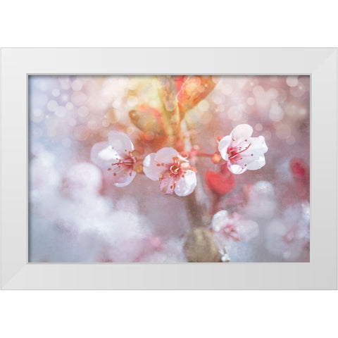 Spring Blooms 06 White Modern Wood Framed Art Print by LightBoxJournal