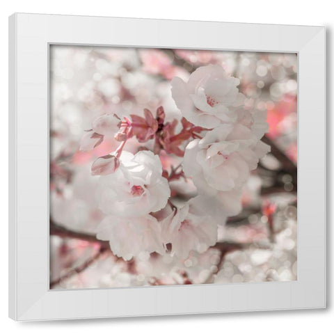 Pinky Blossom 4 White Modern Wood Framed Art Print by LightBoxJournal