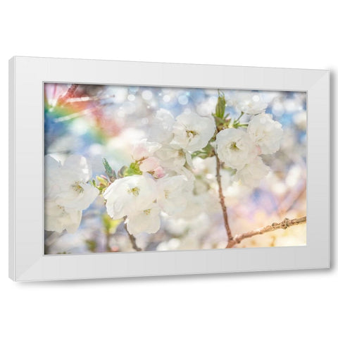 White Spring Blossoms 01 White Modern Wood Framed Art Print by LightBoxJournal