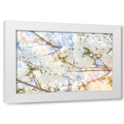 White Spring Blossoms 02 White Modern Wood Framed Art Print by LightBoxJournal